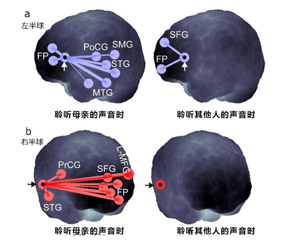 慶應大學等發現母親對新生兒講話會促進嬰兒大腦溝通迴路的形成