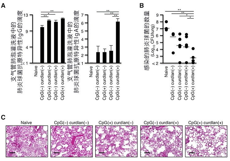 日本開發出控制腸道細菌引發疾病的新型粘膜疫苗