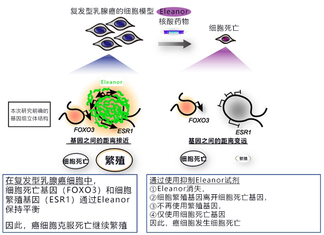 從基因體DNA空間結構發現乳房癌細胞弱點，爲冶癒復發型乳房癌開闢新道路