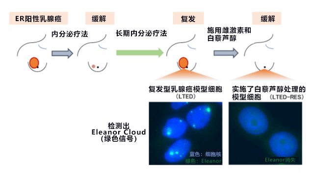 從基因體DNA空間結構發現乳房癌細胞弱點，爲冶癒復發型乳房癌開闢新道路