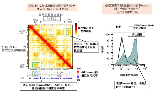 從基因體DNA空間結構發現乳房癌細胞弱點，爲冶癒復發型乳房癌開闢新道路