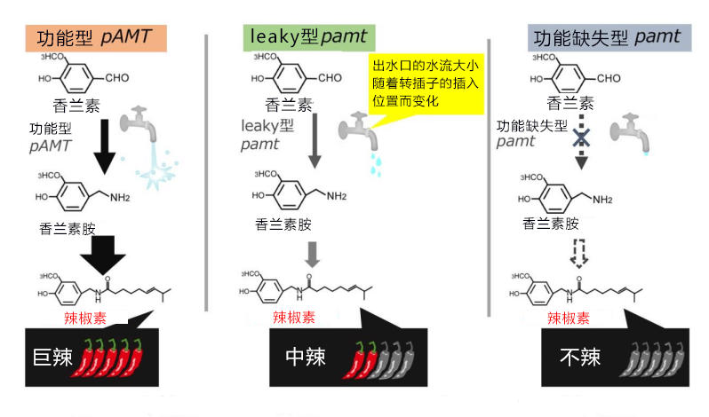 京都大學等發現可改變辣椒辣度的基因突變，可培育不同辣度的辣椒