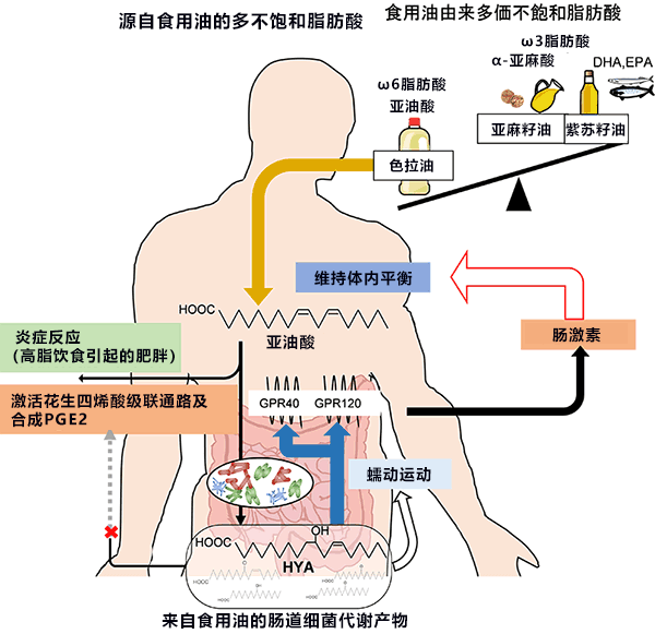 東工大退休後前往北京，中國的研究環境飛躍隊形變換