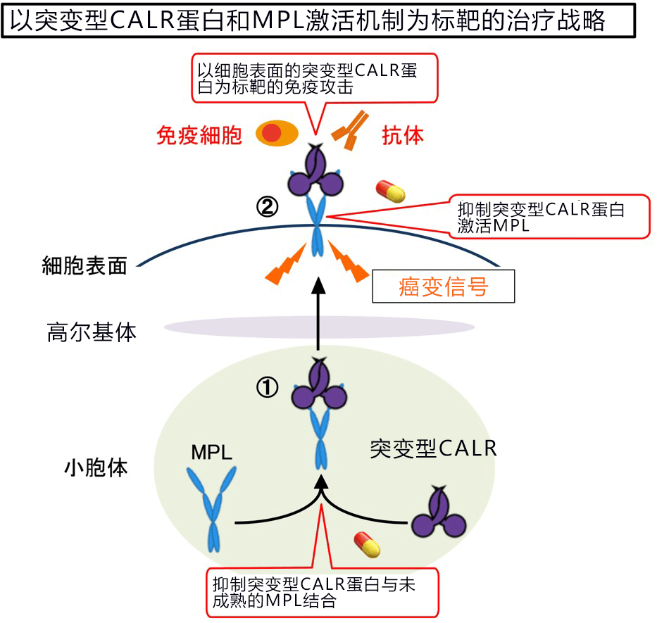 順天堂大學確定血癌的癌變訊號發生位置，有望用來開發骨髓增殖性腫瘤冶癒藥物