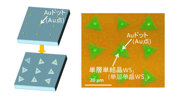 日本查明半導體原子片的新合成機制，有望實施新一代柔性光電元件