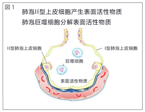 千葉大學等驗證吸入療法對難治性呼吸系統疾病的效果，可冶癒自體免疫性肺泡蛋白沉積物症