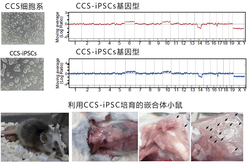 用細胞風化作用抑制癌變，有望開發新療法