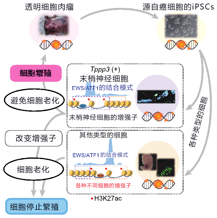 用細胞風化作用抑制癌變，有望開發新療法