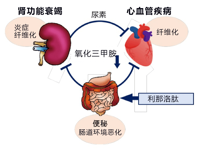 日本東北大學等發現便祕藥利那洛肽對腎病也有療效