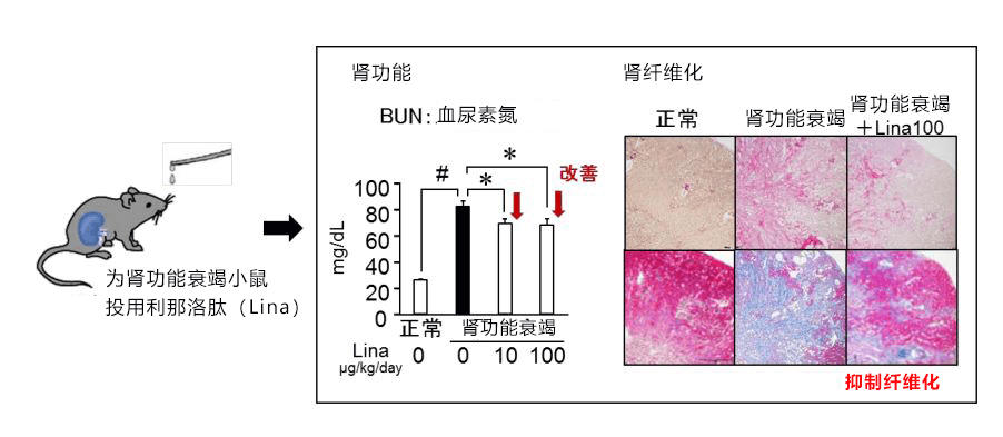 日本東北大學等發現便祕藥利那洛肽對腎病也有療效