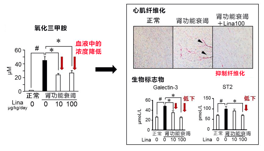 日本東北大學等發現便祕藥利那洛肽對腎病也有療效