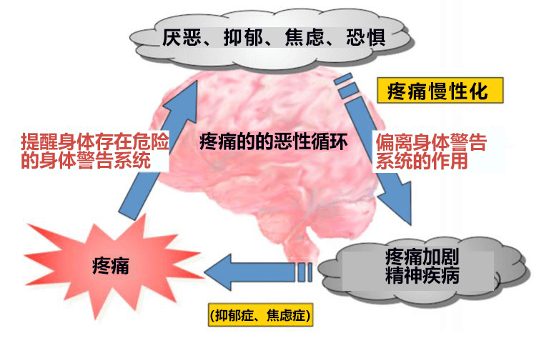 日本北海道大學查清慢性疼痛讓人心情沮喪的機制