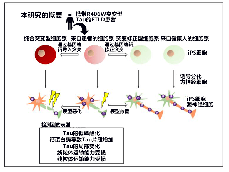 日本培養出家族性癡呆症iPS細胞，有望根據Tau蛋白異常開發冶癒藥物