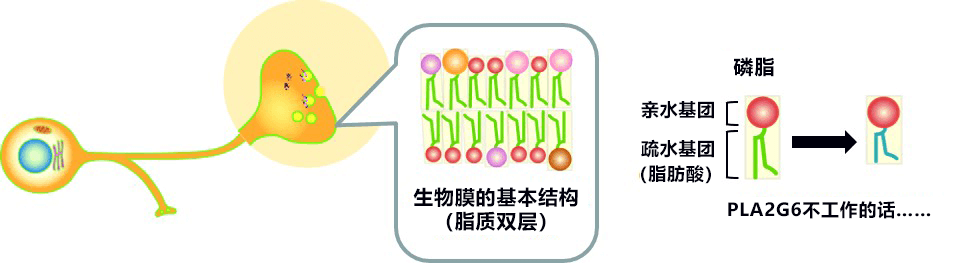 順天堂大學明確腦内脂質膜變化導致帕金森症的機制，食用亞麻油酸可預防神經細胞死亡