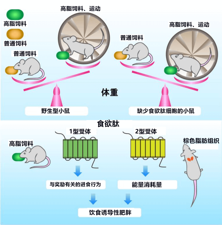 日本查明食慾肽控制體重的機制，掌握運動、進食和能量消耗的平衡