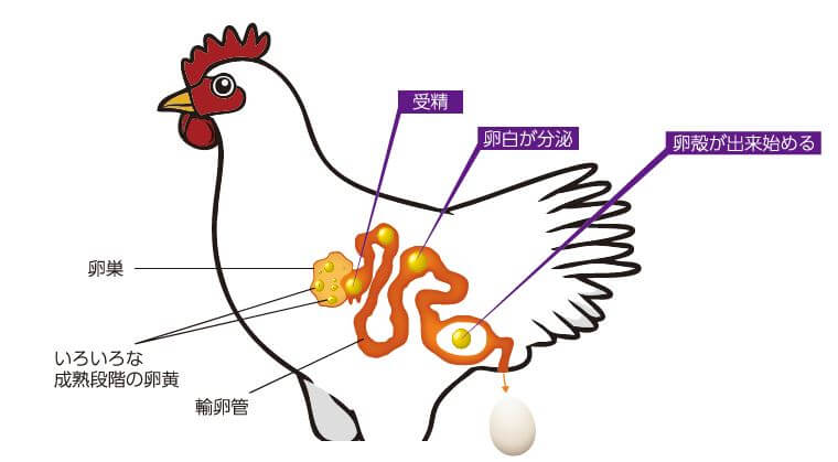 ■圖1：雞的受精發生在活體內深處，在輸卵管内行程24～27小時，期間形成雞蛋。受精後很難立即取出受精卵，如果是產卵後則細胞增加太多，所以與其他動物相比，基因操作更加困難。