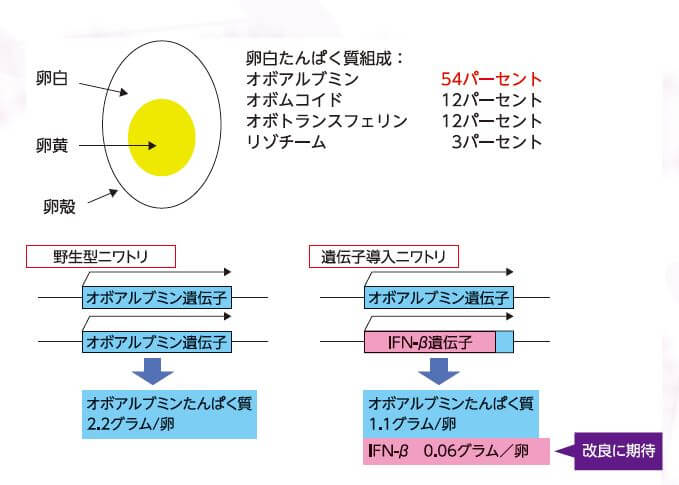 ■圖2：在蛋清中含量最高的卵白蛋白的基因座中導入IFN-β基因。透過進行基因編輯，可以向卵白蛋白的基因座導入。