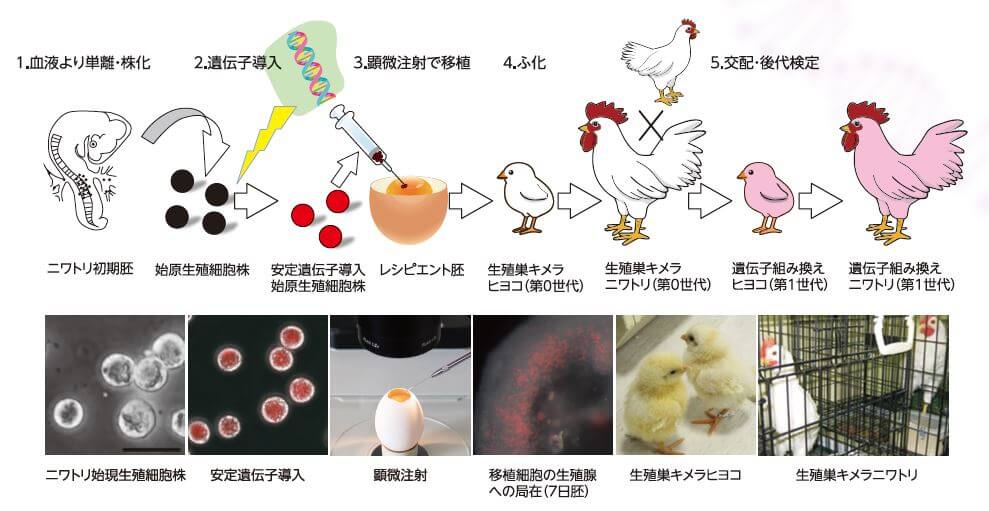 ■圖3：利用基因編輯技術向雞活體內導入基因。首先提取原始生殖細胞，透過基因操作嵌入目標基因，在顯微鏡下移植到其他雞蛋（接受者胚）中。使孵出來的雄雞與未進行基因操作的雌雞交配，產蛋孵化轉基因雞。