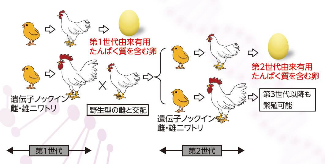 ■圖5：導入的IFN-β基因可以透過繁殖傳遞給下一代，因此無需複雜的操作就能繁殖「下金蛋的雞」。