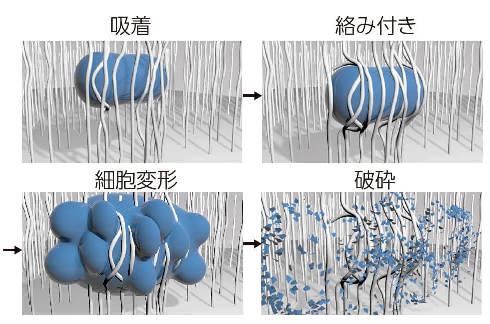 ■圖4：奈米線粉碎微生物等的樣子（示意圖）。與奈米線接觸的微生物吸附作用到奈米線上，被奈米線纏住。微生物被溶液流動的壓力擠破，最終粉碎，釋放出内部的DNA。