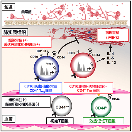 冶癒黴菌性肺纖維化的關鍵！日本明確導致肺部組織纖維化的新細胞羣