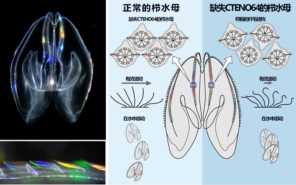 築波大學等揭開彩虹 「櫛水母」之謎