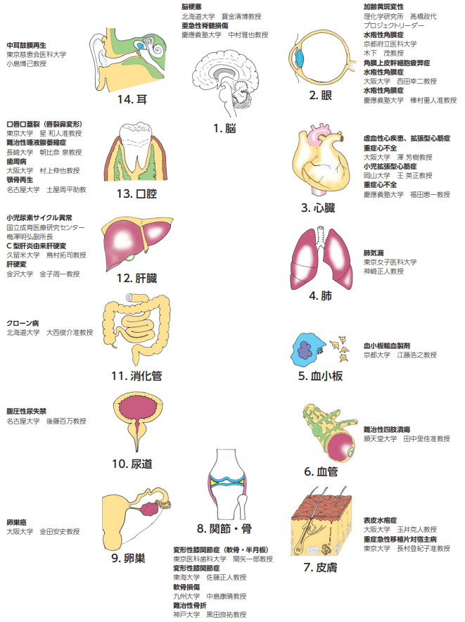 大阪大學實施iPS細胞製備視網膜的自動化量產，成本降九成