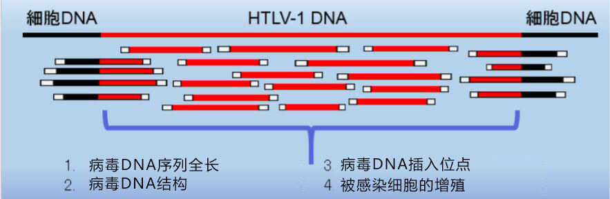 日本建立人T細胞白血病電腦病毒序列的高精度全新檢測方法