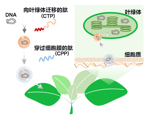 利用肽改變色料體，迅速導入目標DNA