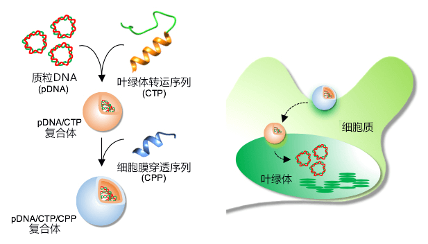 利用肽改變色料體，迅速導入目標DNA