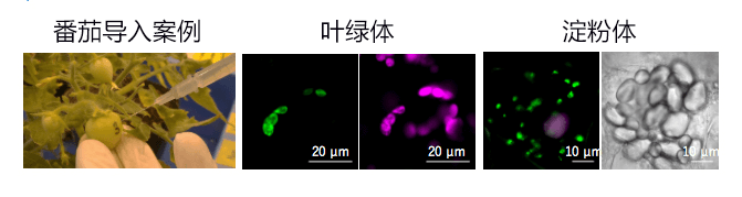 利用肽改變色料體，迅速導入目標DNA