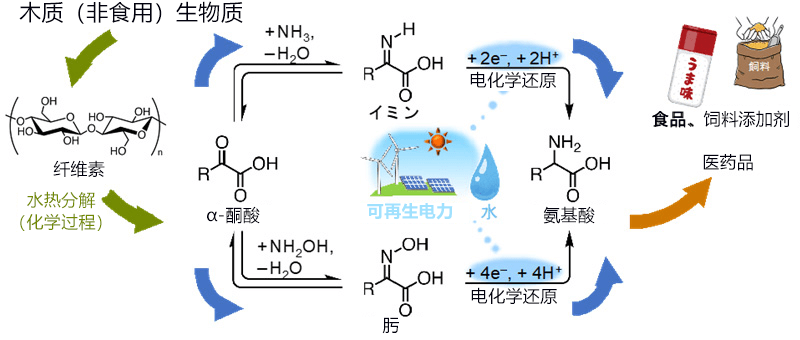 日本利用基於電能的有機酸和水高效合成氨基酸