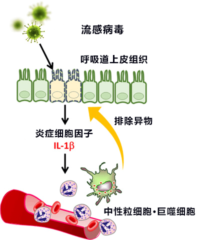 日德合作在呼吸道上皮組織中發現流感病毒的感受蛋白