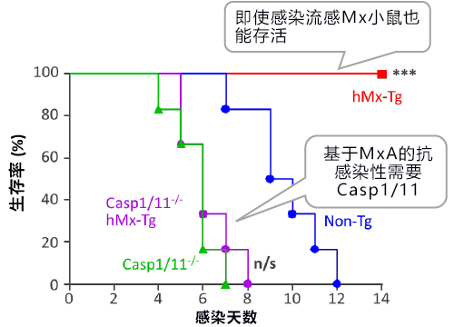 日德合作在呼吸道上皮組織中發現流感病毒的感受蛋白