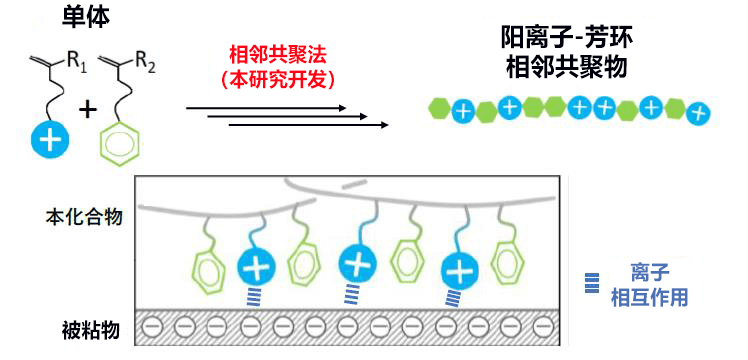 受「厚殼貽貝」啓發，中國人在日本開發出可在海水中反復使用的粘合劑