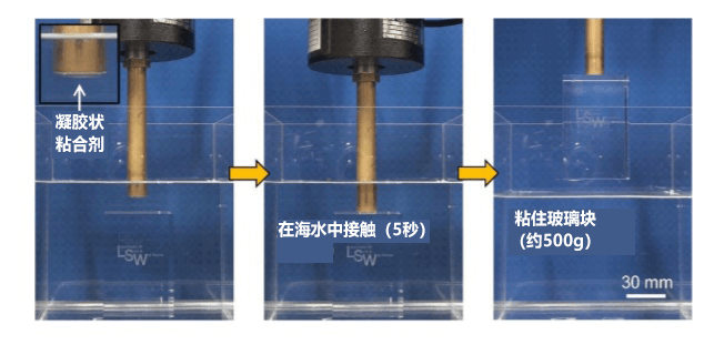 受「厚殼貽貝」啓發，中國人在日本開發出可在海水中反復使用的粘合劑