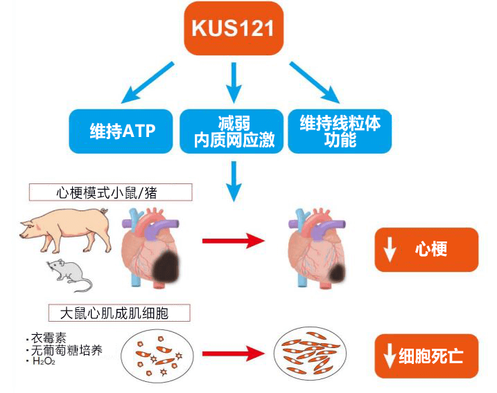 京都大學候選新藥可等比縮小心梗面積，有望成爲抑制再灌注傷害的新療法