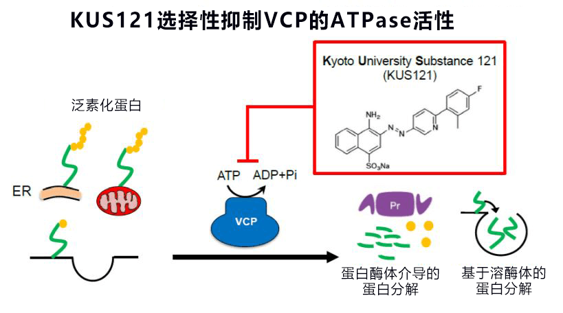 京都大學候選新藥可等比縮小心梗面積，有望成爲抑制再灌注傷害的新療法