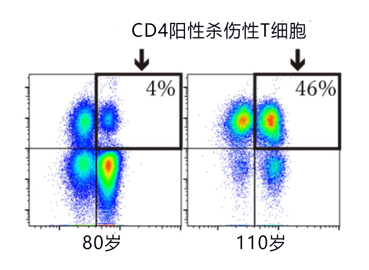 日本發現110歲以上超長壽者攜帶特殊T細胞