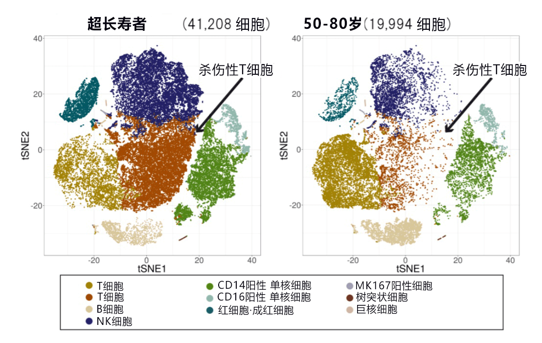 日本發現110歲以上超長壽者攜帶特殊T細胞