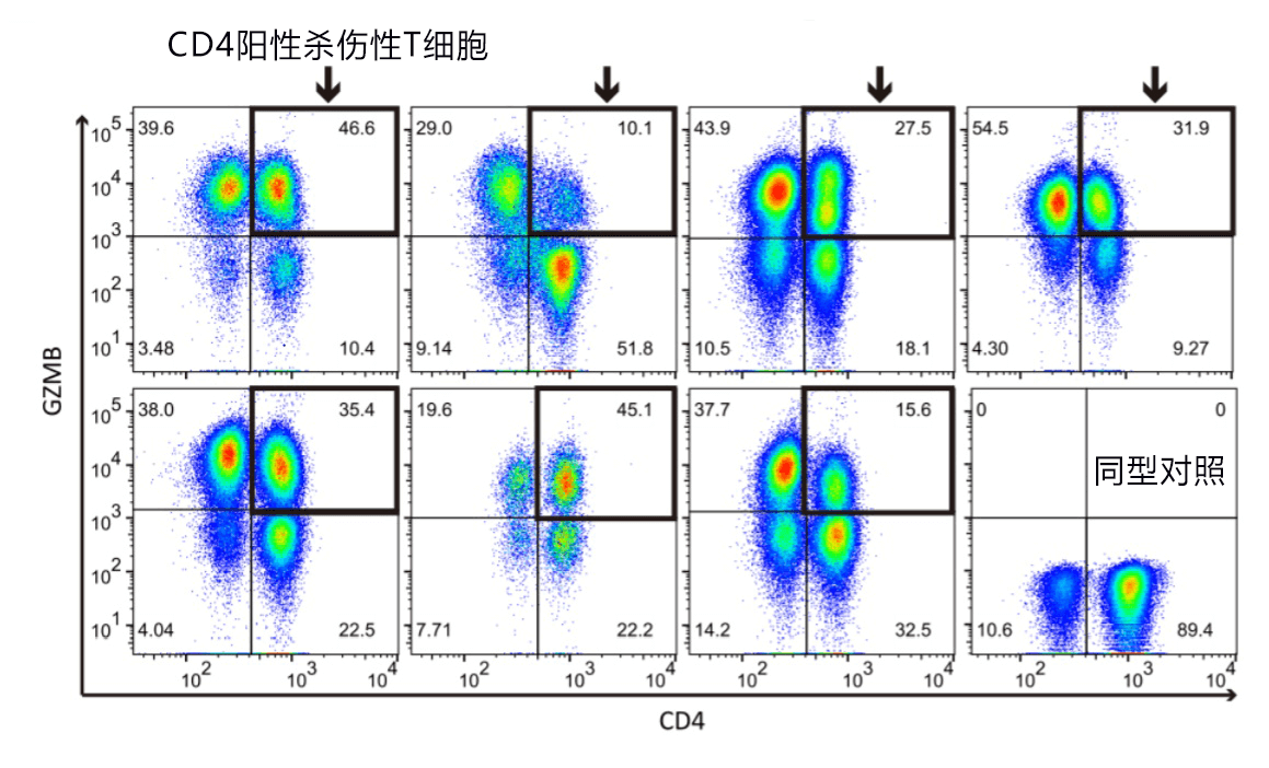 日本發現110歲以上超長壽者攜帶特殊T細胞