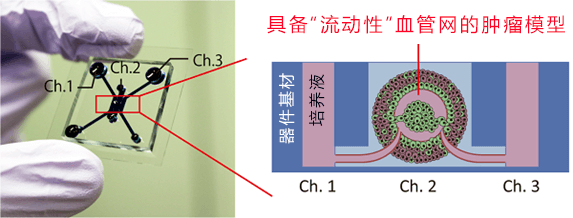 日本開發出具備血管的抗癌藥評價晶片