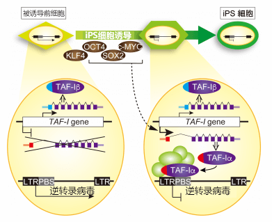 築波大學利用iPS細胞發現逆轉錄電腦病毒基因沉默新機制