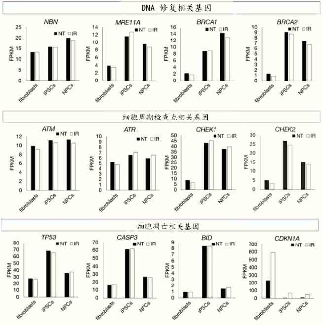 日本發現iPS細胞因應輻射的DNA開墾保存機制