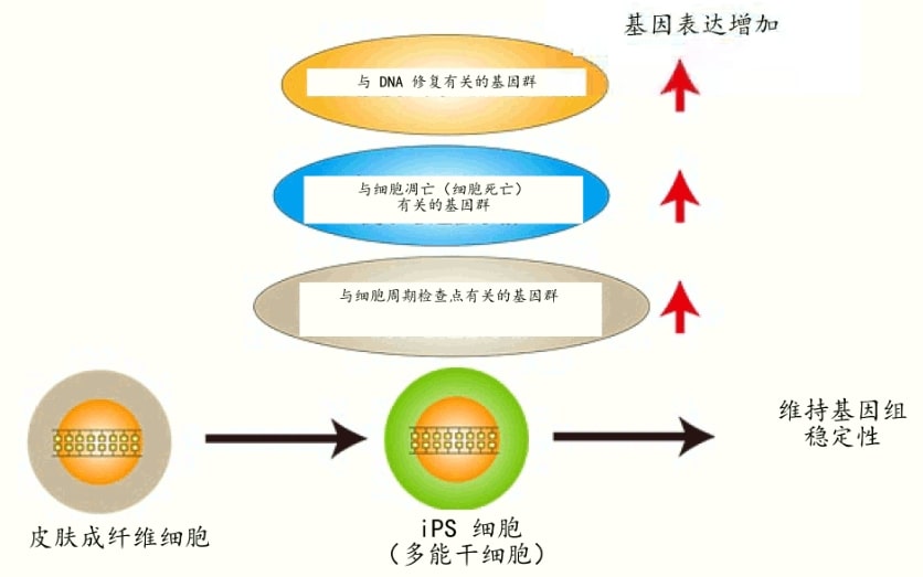 日本發現iPS細胞因應輻射的DNA開墾保存機制