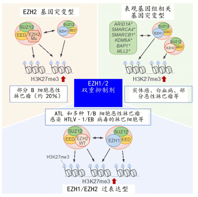 日本發現使抑瘤基因失活的新機制，已在開發新藥