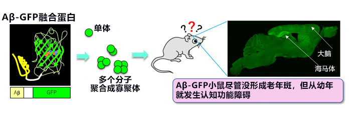 日本培育出呈現阿茲海默症早期病徵的模式小鼠