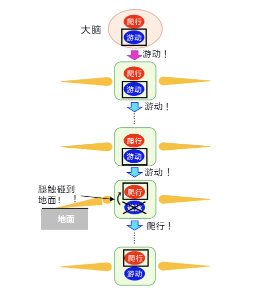 從蜈蚣身上學到水陸兩用的靈活 行程方式