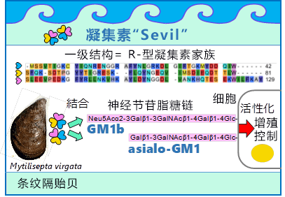 橫濱市立大學等從貽貝中發現抗腫瘤活性新型凝集素