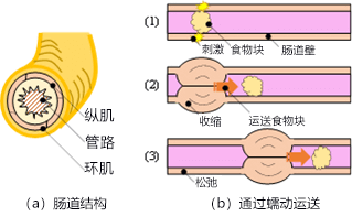 日本製成全球首個能運送沙土的蠕動泵